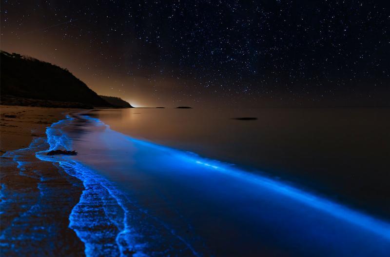 Bioluminescens Kunstværk – Magi fra Danmarks Kyst