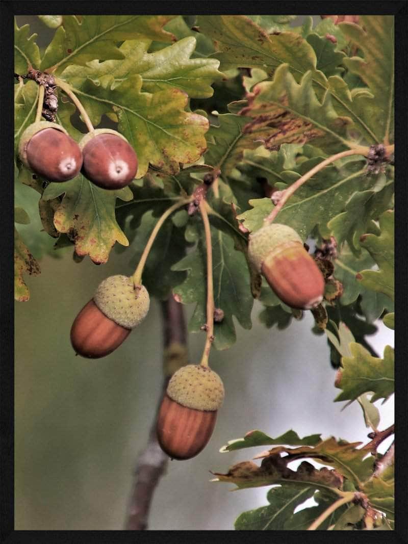 Agern Plakat - Naturlig Skønhed til Dit Hjem!