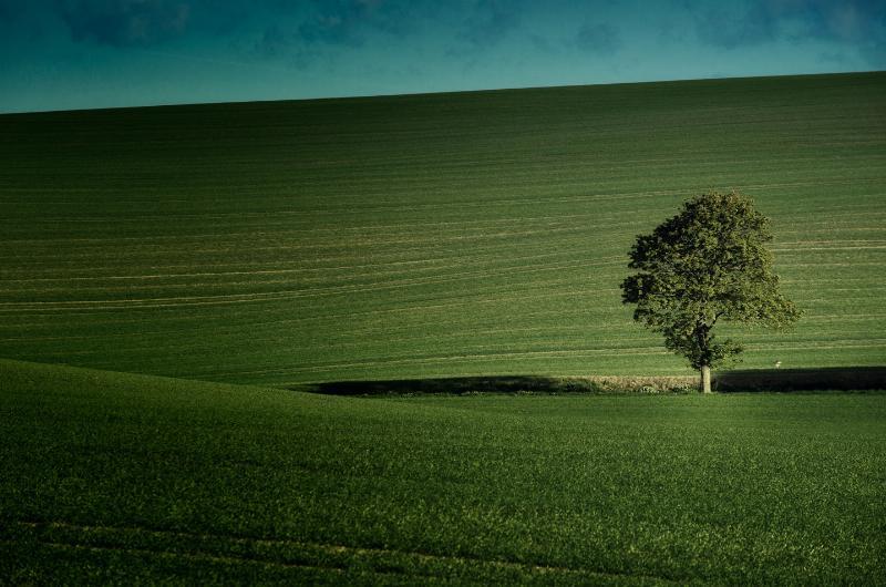 Oplev "Alene" – Unik fotokunst til dit hjem!