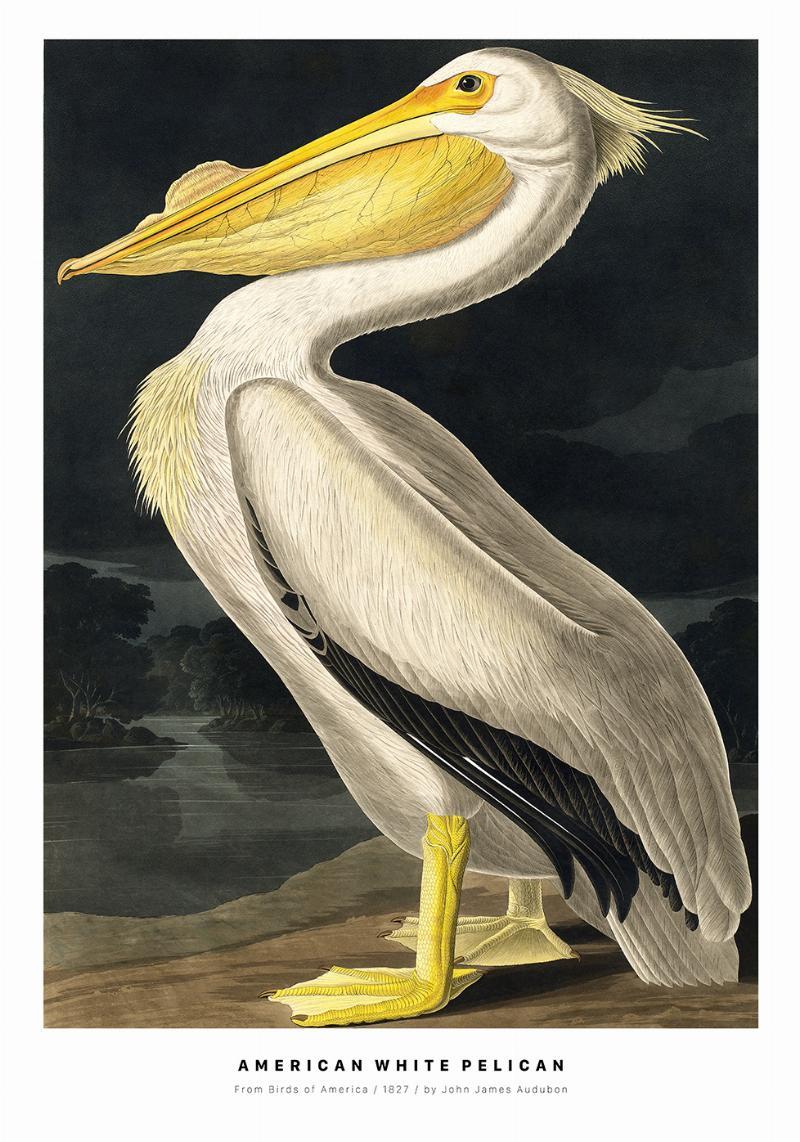 Amerikansk Hvid Pelikan Plakat – Naturens Skønhed til Dit Hjem