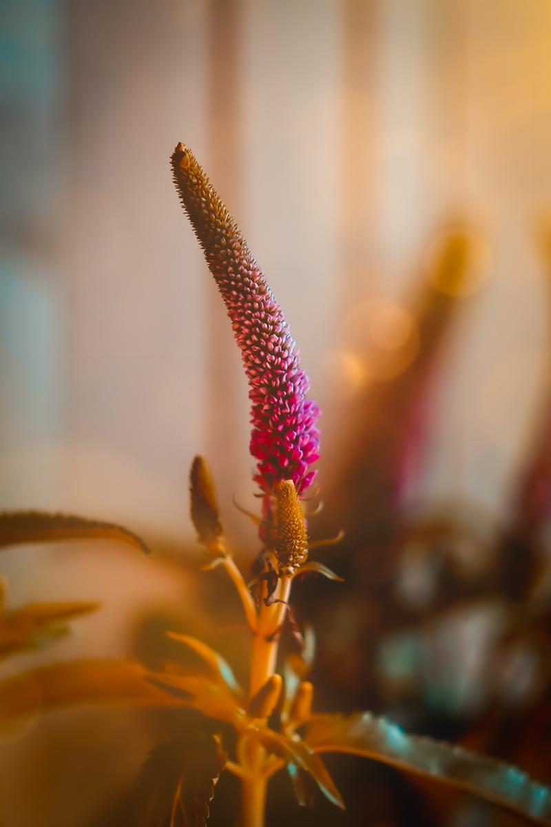 Aftensol Blomst – Unikt Kunstværk til Dit Hjem