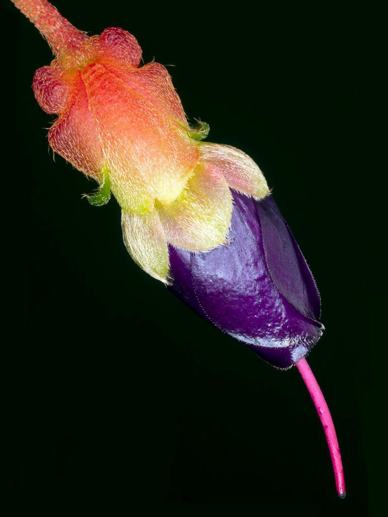 Brachyotum Campanulare – Unik vægkunst til dit hjem