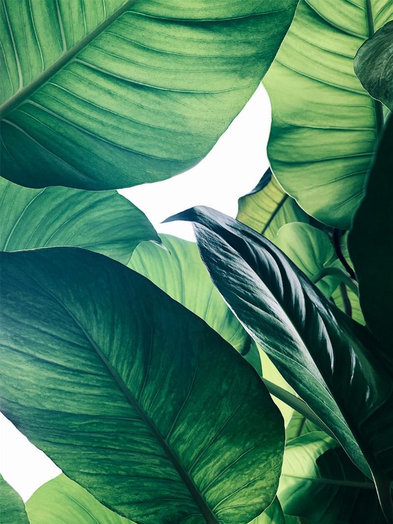 Calathea No 1 – Unik fotokunst til dit hjem