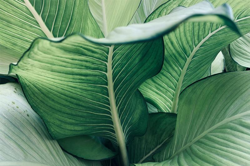 Calathea nr. 2 – Smuk Vægkunst til Dit Hjem fra Illux