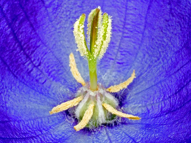 Campanula Carpatica - Unik fotokunst af Pauline Snoeijs