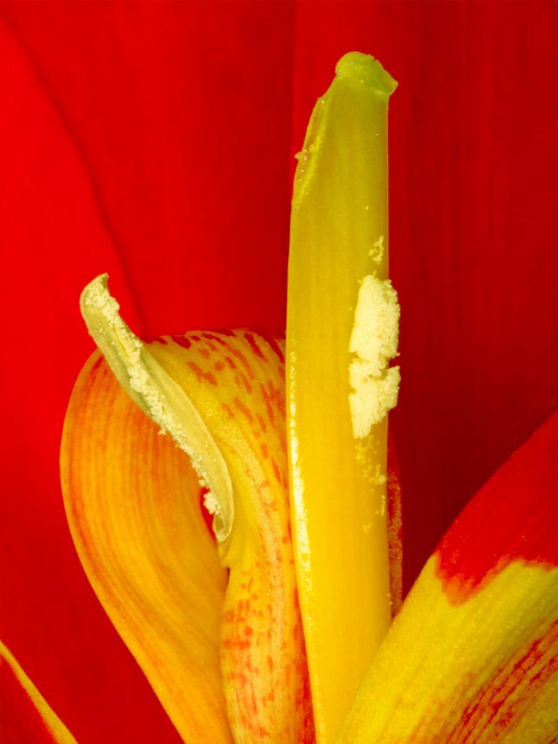 Canna Indica Vægkunst – Naturens Skønhed til Dit Hjem