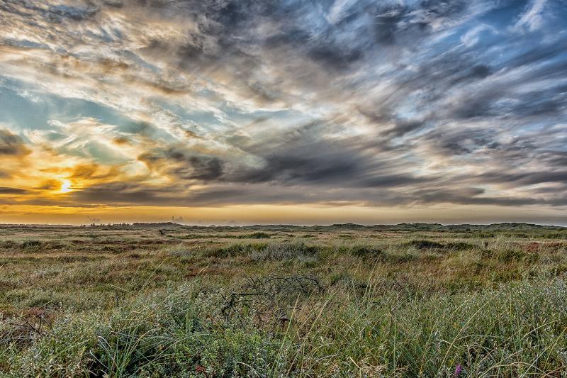 Den Vilde Natur – Kunstværk af Torben Hedegaard