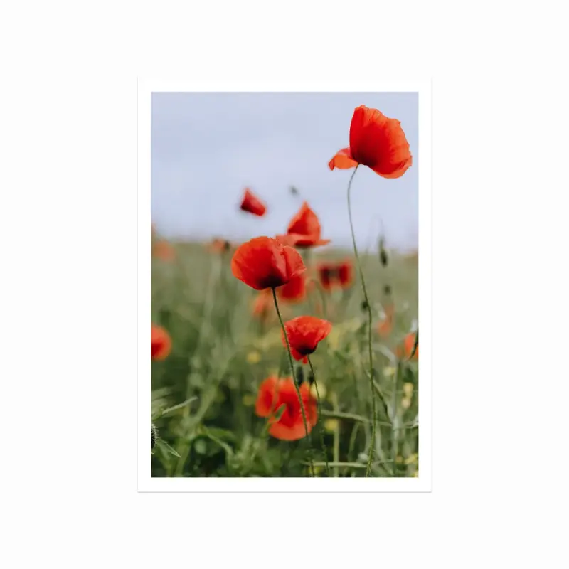 Blomstereng Plakat – Naturlig Skønhed til Dit Hjem!