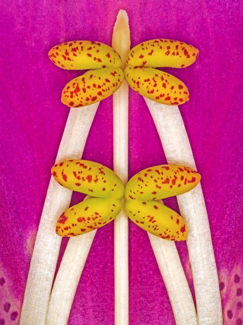 Digitalis Purpurea Kunstværk – Naturskønhed til Væggen