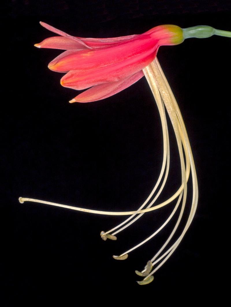 Eucrosia Bicolor – Unik fotokunst til dit hjem