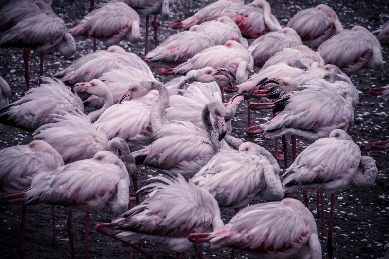Eksklusiv Flamingo Vægkunst af Mikkel Beiter – Unik Elegance!