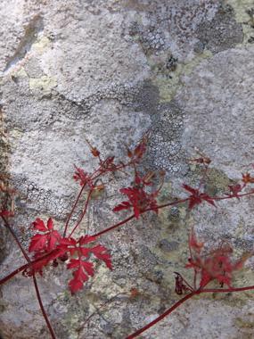 Bytrabergs Naturfotokunst – Skab Ro i Dit Hjem
