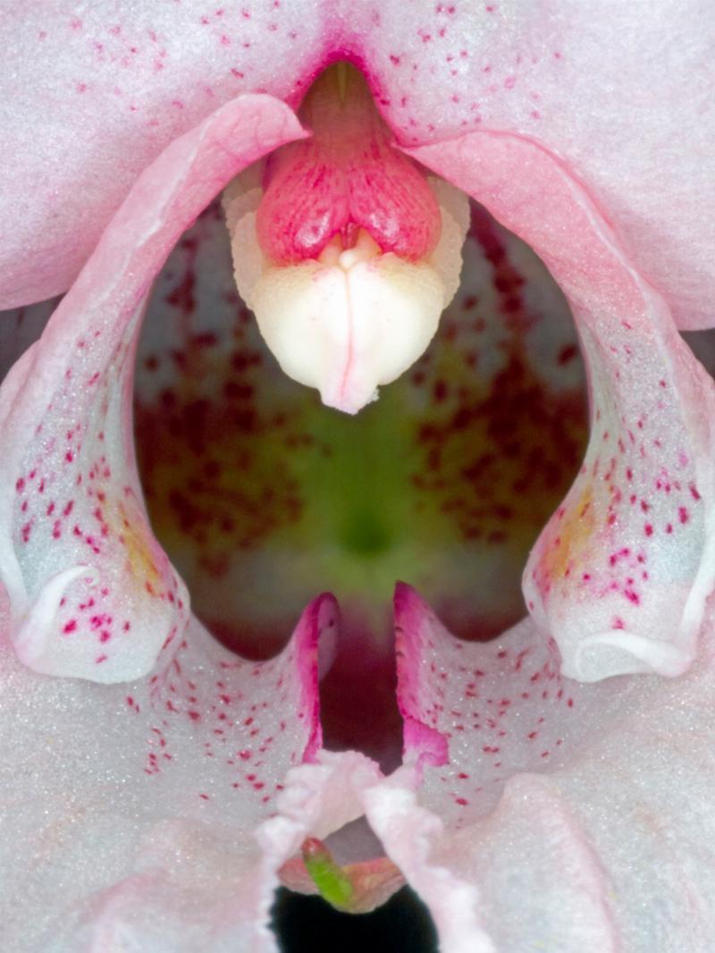 Pauline Snoeijs' Kunstværk: Impatiens Glandulifera Skønhed