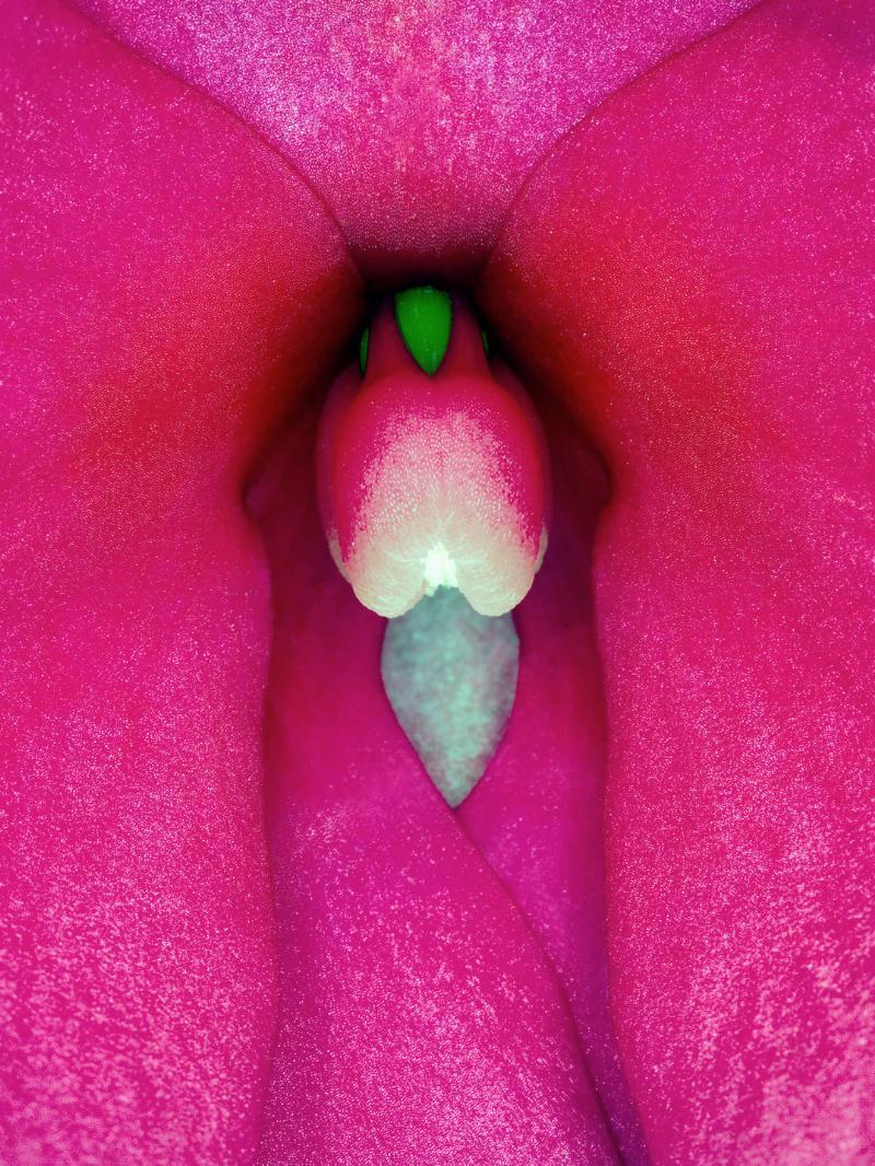Unik vægkunst: Impatiens Hawkeri af Pauline Snoeijs