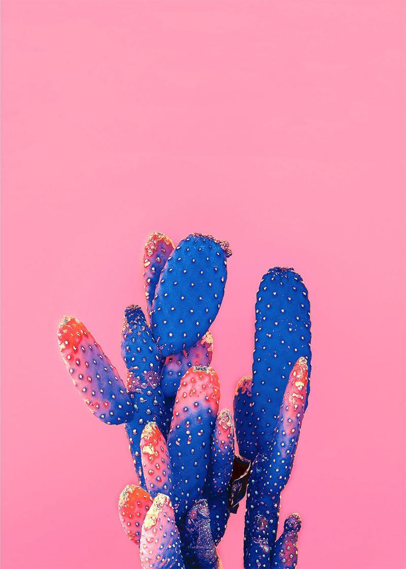 Kærligheds Pink Kaktus Plakat – Smuk Vægkunst til Dit Hjem!