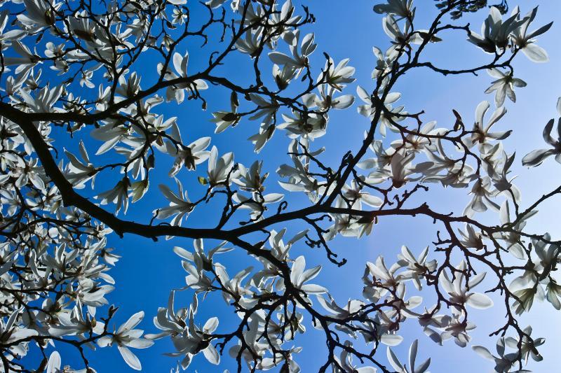 Magnolia Kunstværk – Unik Elegance til Dit Hjem