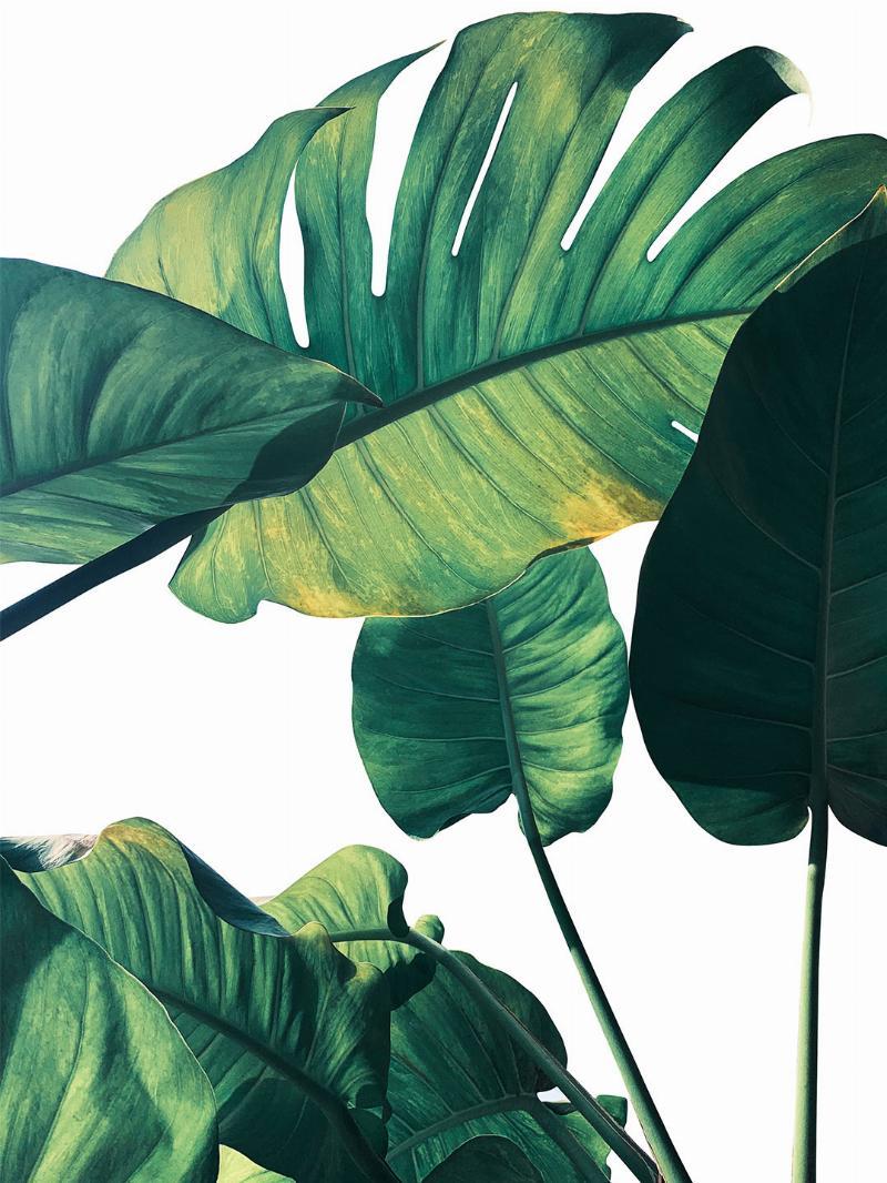 Illux Monstera Kunstværk – Naturlig Skønhed til Dit Hjem