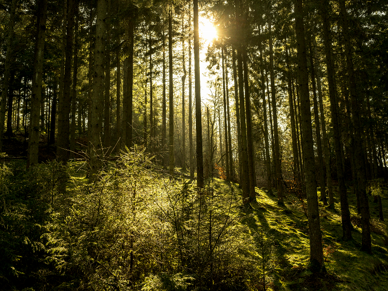 Natur14 – Eksklusiv Vægkunst til Dit Hjem fra Preben Stentoft