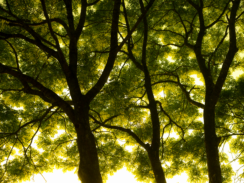 Natur17: Betagende Fotokunst til Dit Hjem – Oplev Naturen!
