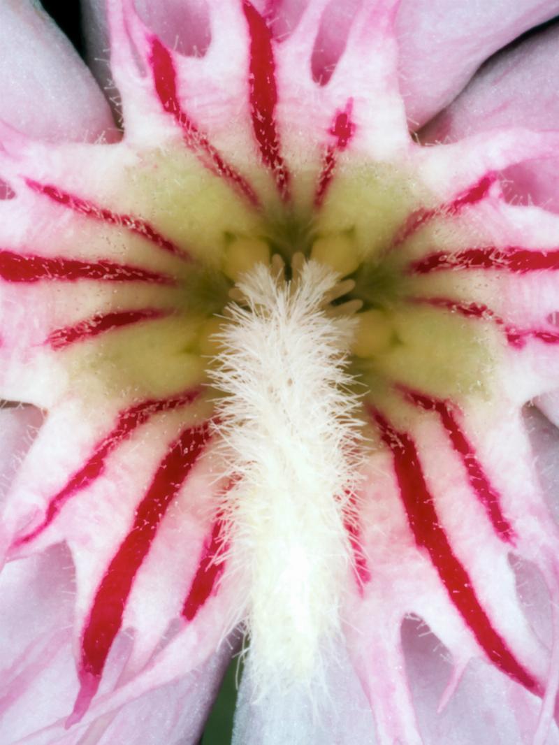 Nerium Oleander - Betagende Fotokunst af Pauline Snoeijs