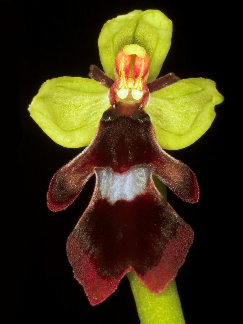 Ophrys Insectifera Kunstværk – Naturens Skønhed til Dit Hjem