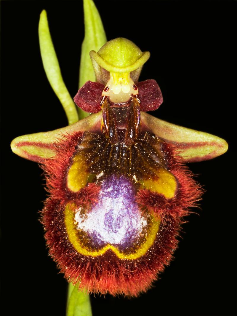 Ophrys Speculum – Unikt Naturfotografi til Dit Hjem