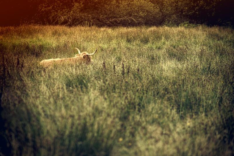 Unik Vægkunst "Græsmark" – Bring Naturen Indendørs!