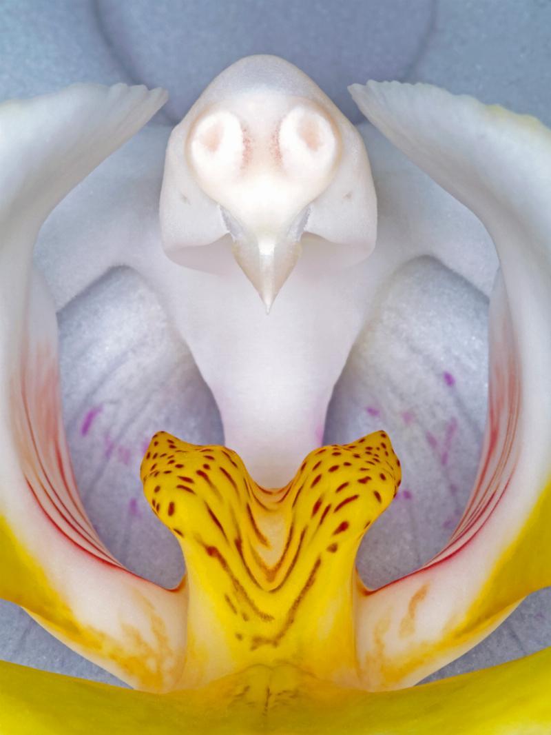 Phalaenopsis 2 – Unikt kunstværk til dit hjem på tilbud!