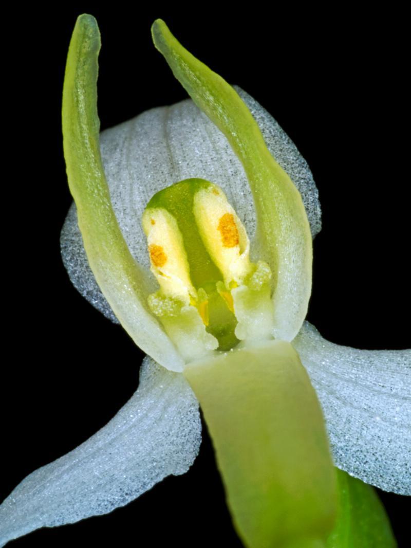 Platanthera Bifolia – Elegant Vægkunst til Dit Hjem