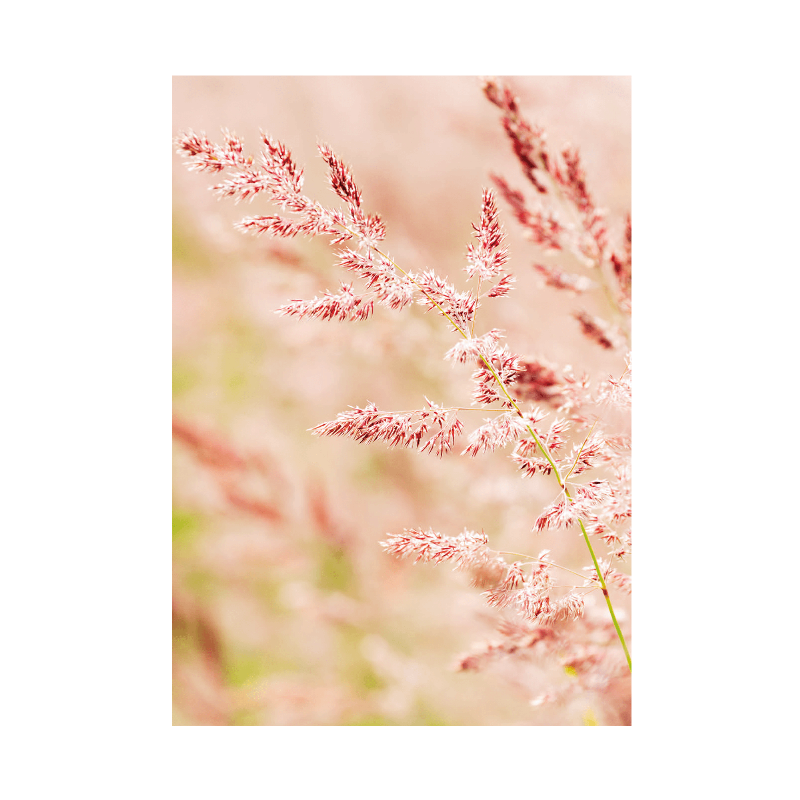 Elegant plakat "Rosa Siv" A4 – Vægkunst til hjemmet!
