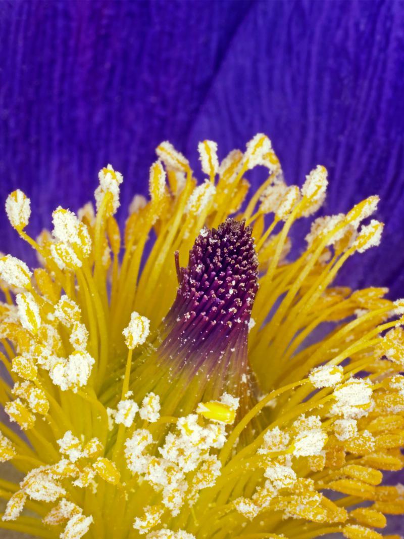 Pulsatilla Vulgaris Kunstværk – Unik Hjemmedekoration Tilbud