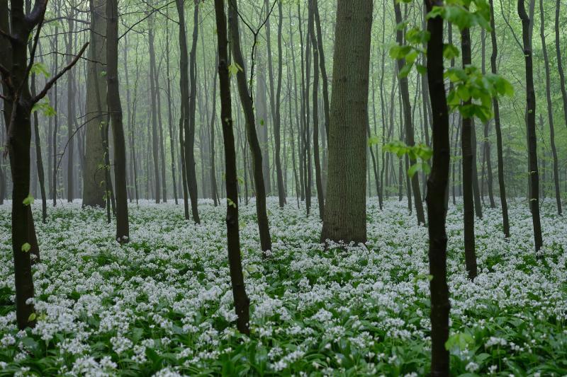 Risskov1 – Betagende Naturfotografi af Preben Stentoft