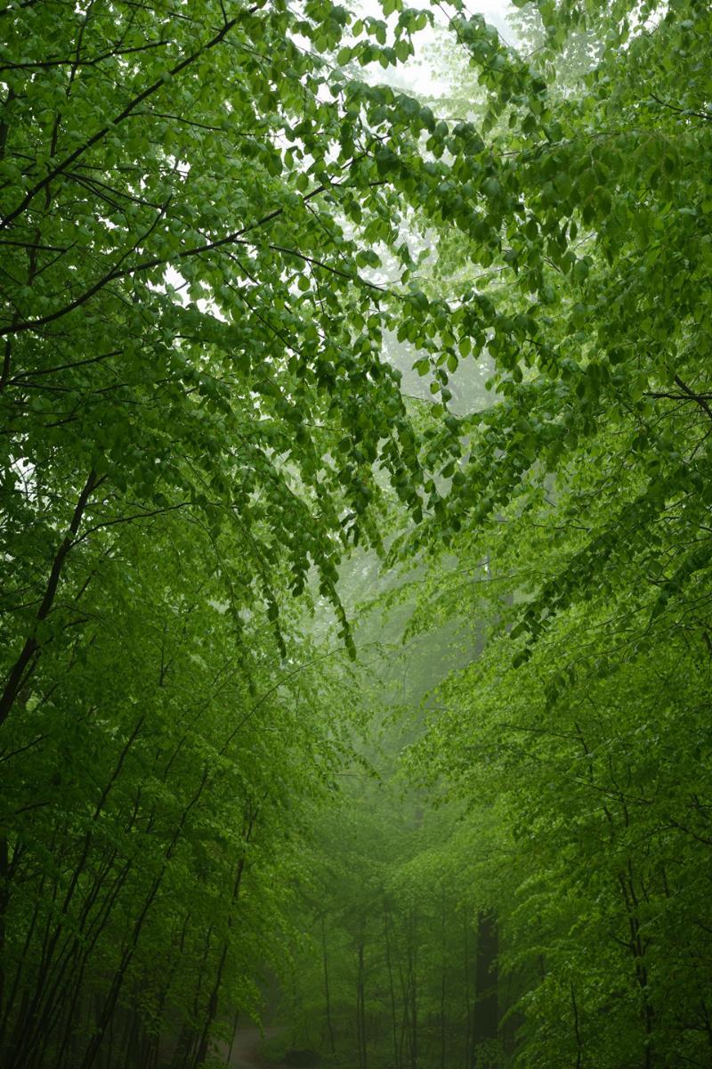 Risskov3 – Unik Naturfotokunst til Dit Hjem
