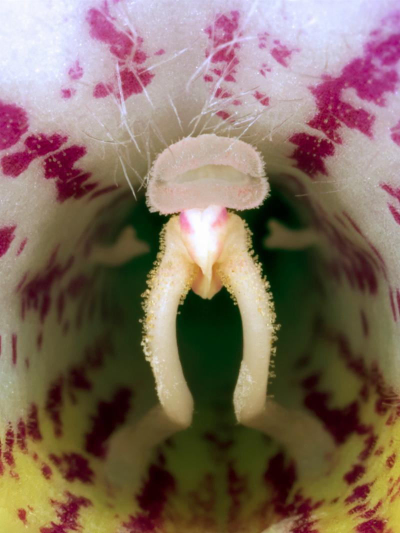 Streptocarpus Kunstværk – Unik Dekoration til Dit Hjem