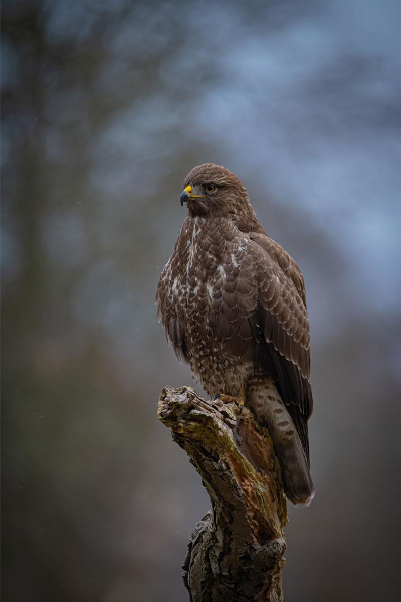 Buzzard Vægkunst af Daniel Faisst – Unik Dekoration til Dit Hjem