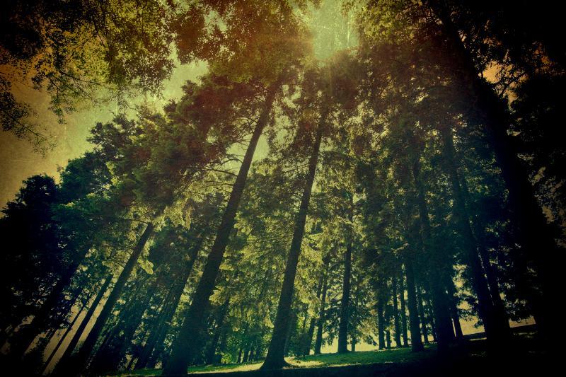 Oplev 'The Wood' - Betagende fotokunst af Gustavo Orensztajn