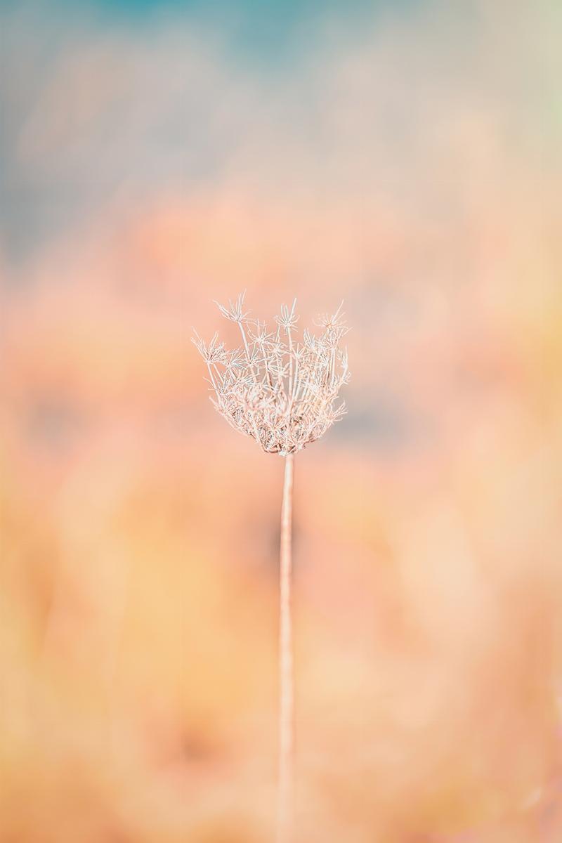Yndig Fotokunst fra Smukstil By Mea - Elegance til Hjemmet