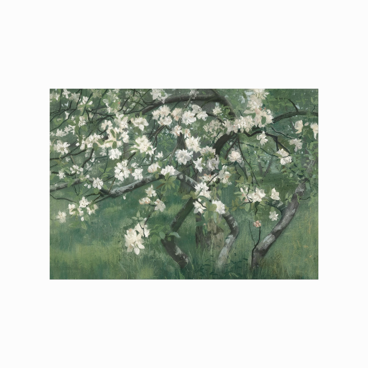 Antik plakat: Æbletræ i Blomst – Unik indretning!