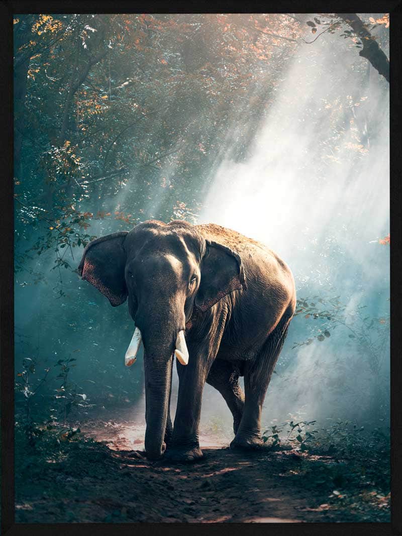 Unik elefantplakat til dit hjem fra Postersbyus