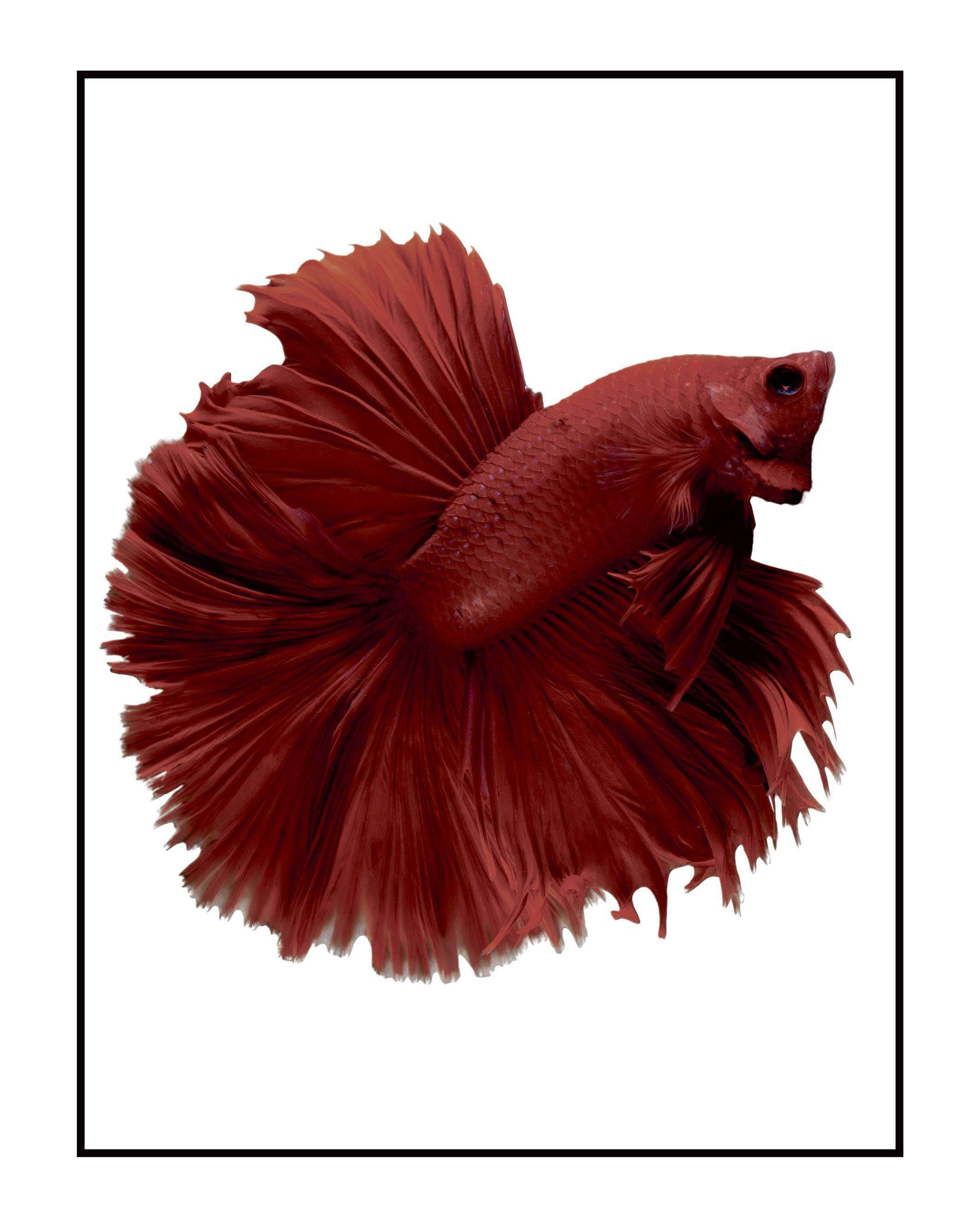 Farverig Siamese Fighting Fish Plakat – Skøn Hjemmedekorering