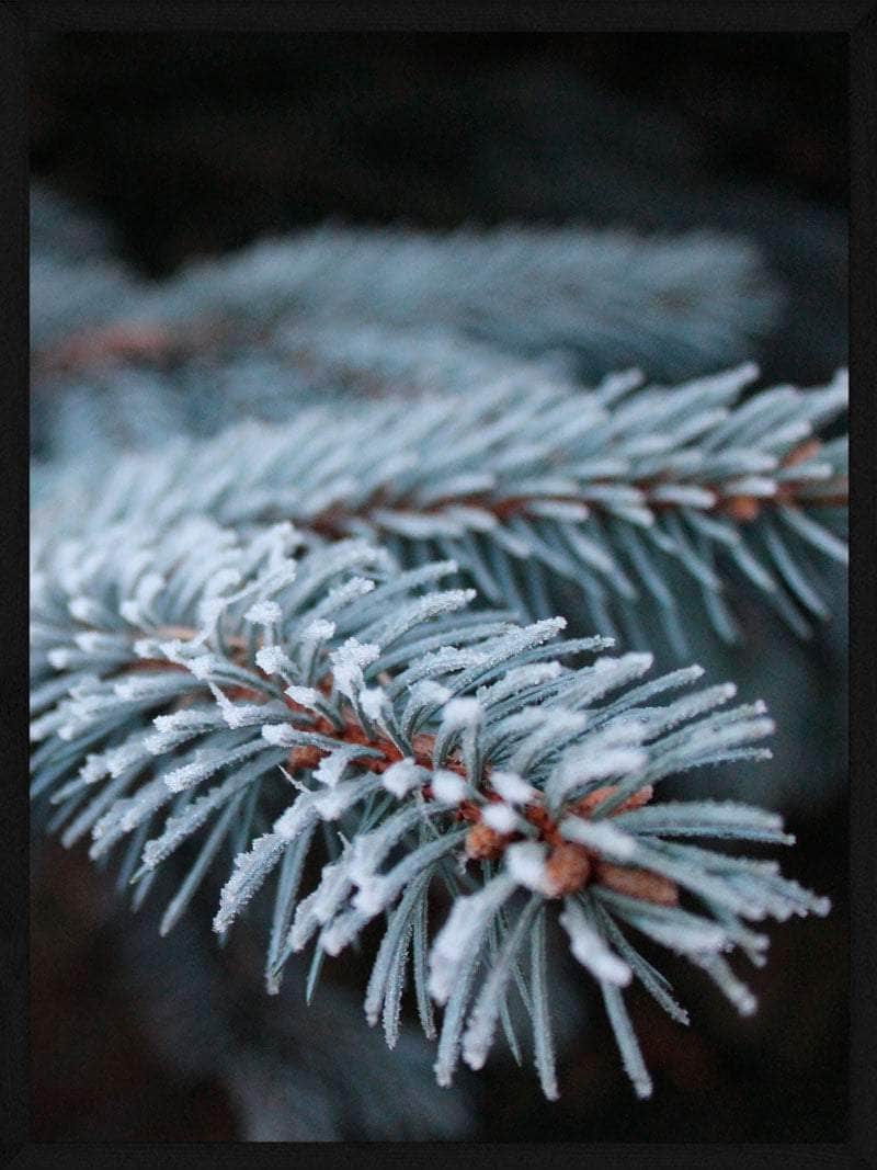 Frostet Gran Juleplakat til Hyggelig Julestemning