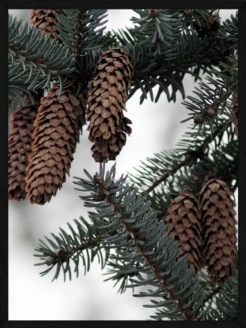 Grankogler Juleplakat - Skab Hyggelig Julestemning!