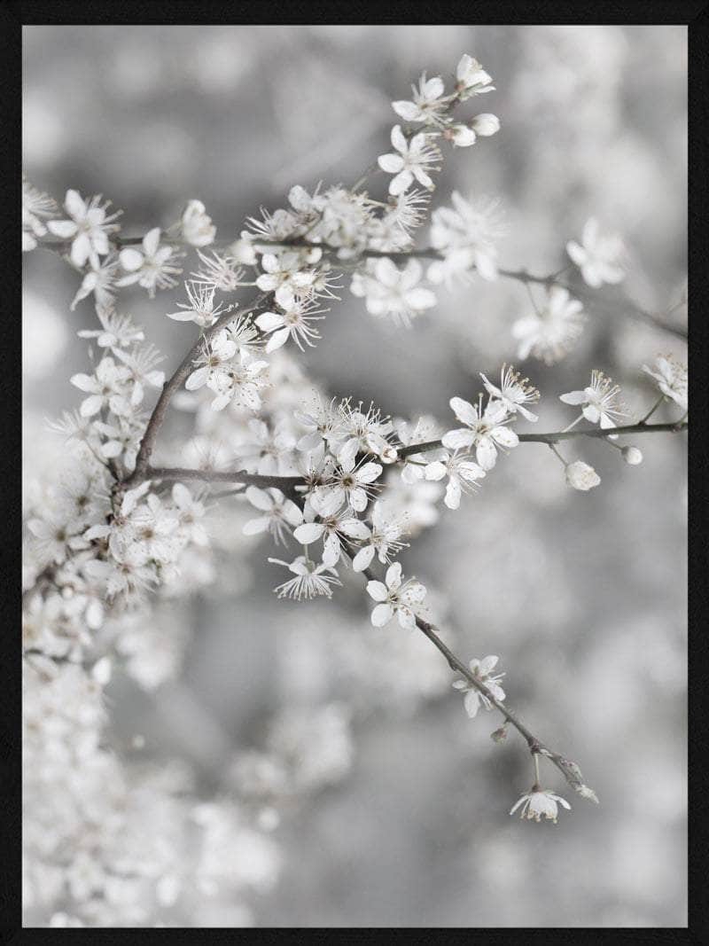 Plakat med hvide blomster – Botanisk kunst til hjemmet