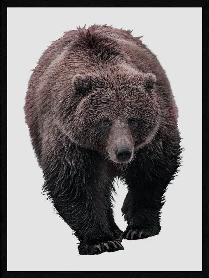 Grizzlybjørn Plakat – Stressreducerende Kunst til Dit Hjem