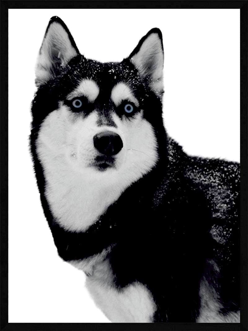 Husky Plakat - Smuk Dyr Plakat fra Postersbyus