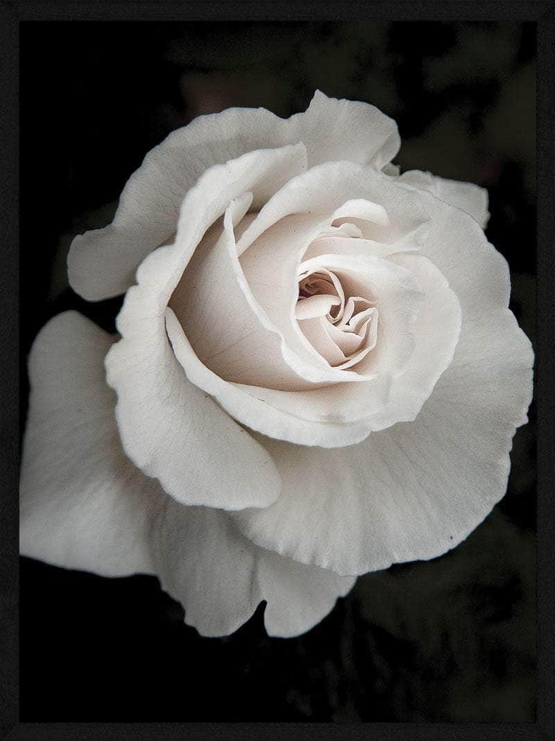 Hvid rose plakat - Botanisk skønhed til dit hjem