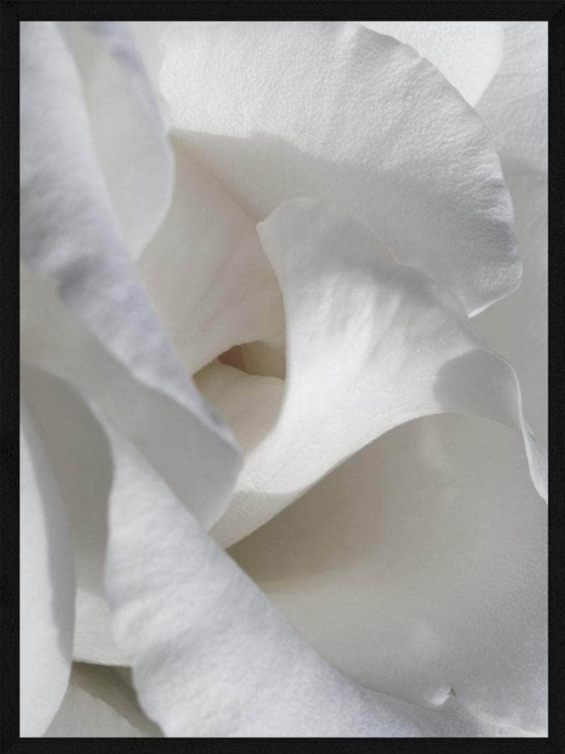 Smuk plakat med hvide blomster til din væg - hjemmedekoration