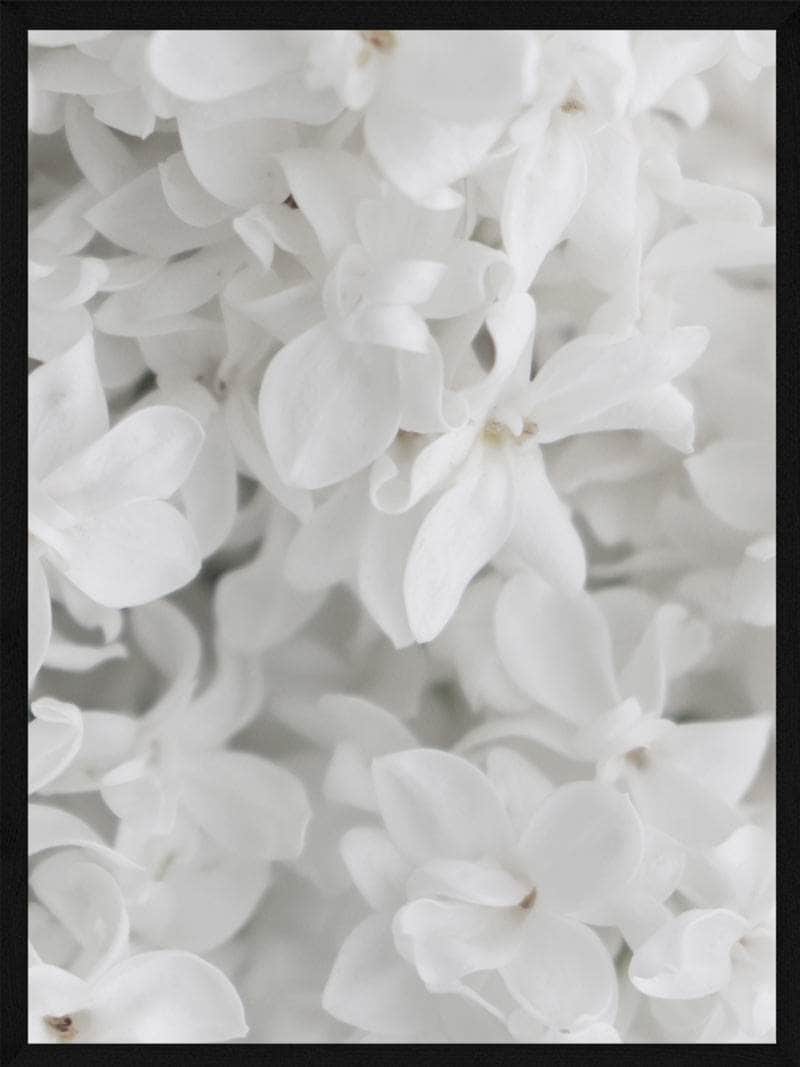 Elegant Plakat med Hvide Blomster – Botanisk Vægkunst