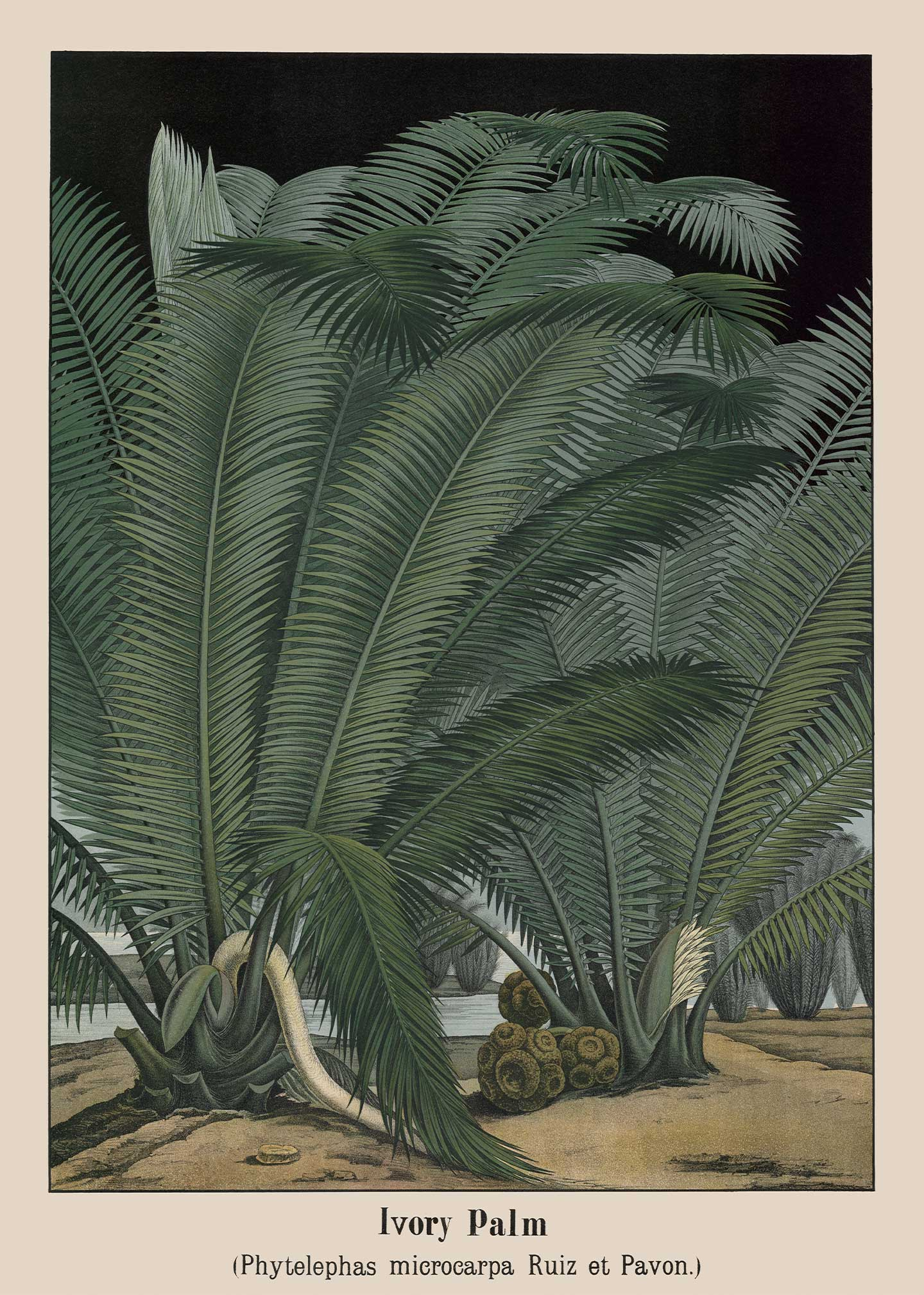 Ivory Palm Plakat – Vintage Kunst til Elegant Indretning