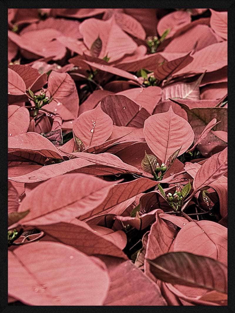 Julestjerner Juleplakat – Skab julestemning i dit hjem!